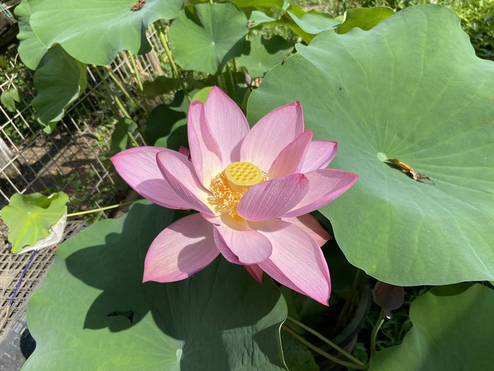 蓮の花の写真