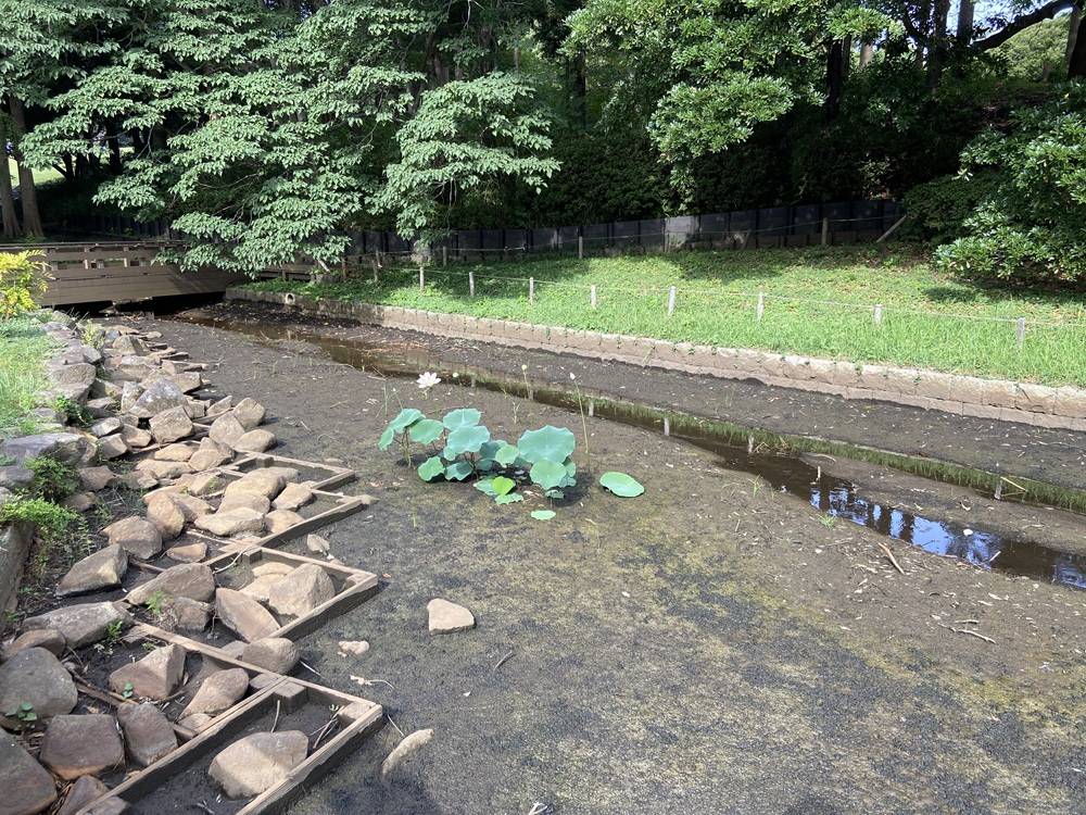 池の蓮：3輪目が咲いています。の写真