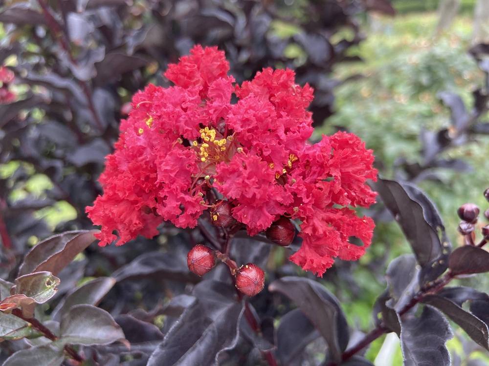 花博応援花壇の写真