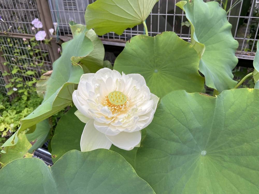 管理センターの周りのお花の写真