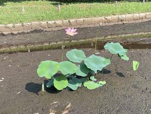 池の蓮が咲きました。