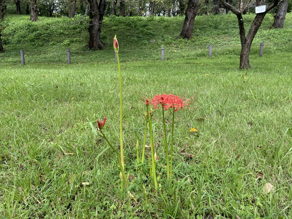 ヒガンバナが咲き始めましたの写真