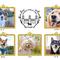  第5回わんわんアンバサダーコンテスト出場犬大募集の画像