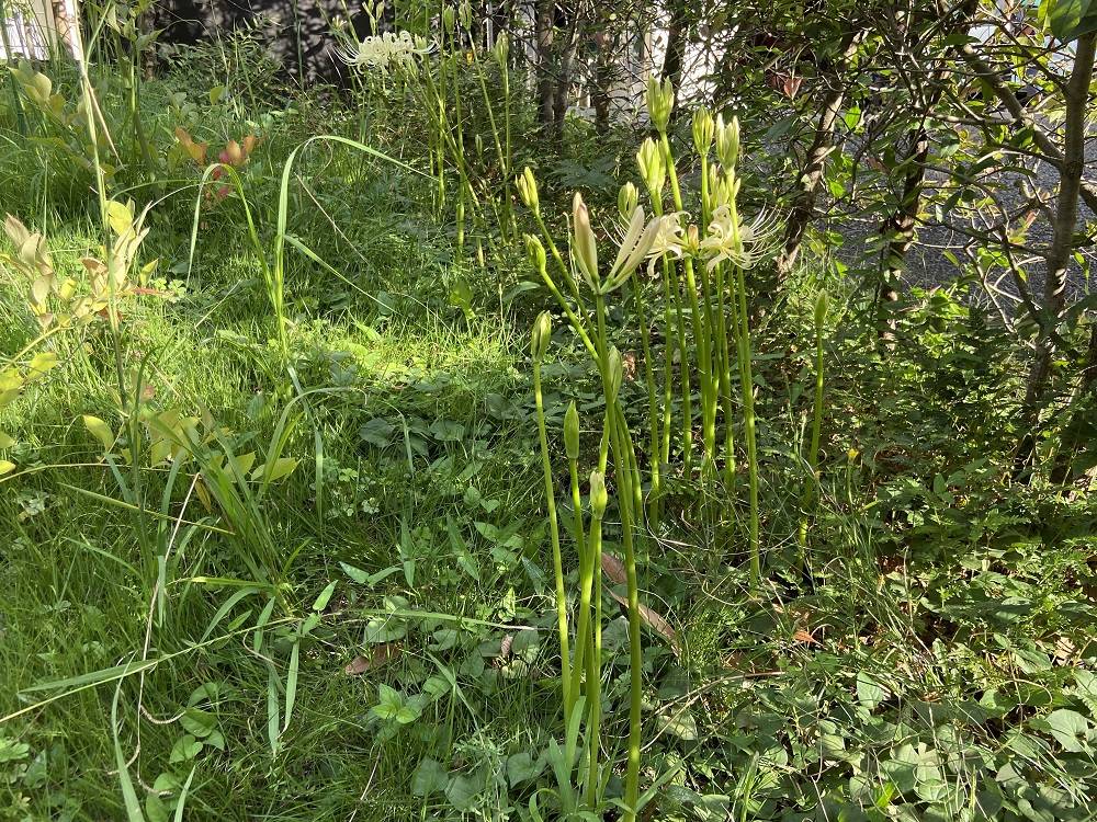 彼岸花(白)2 (1).jpg