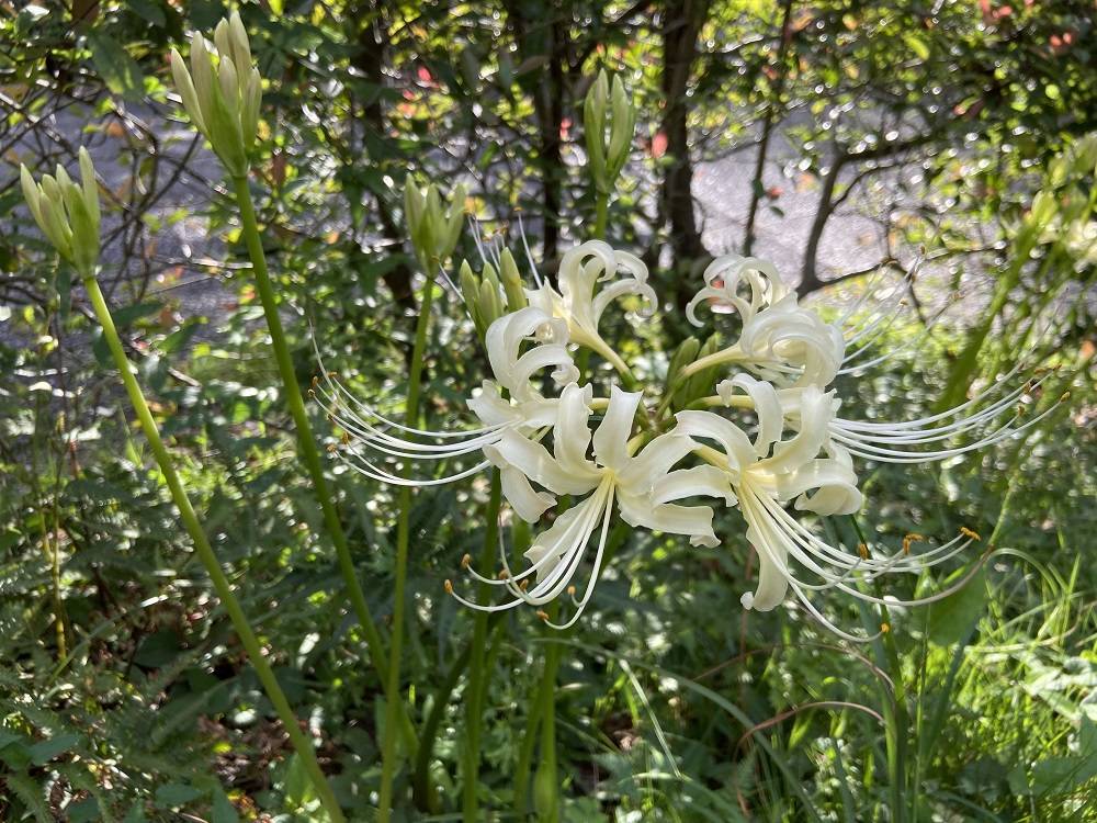 彼岸花(白)2 (2).jpg