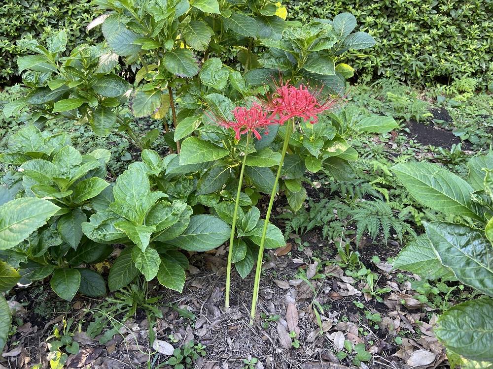 彼岸花(赤)2.jpg