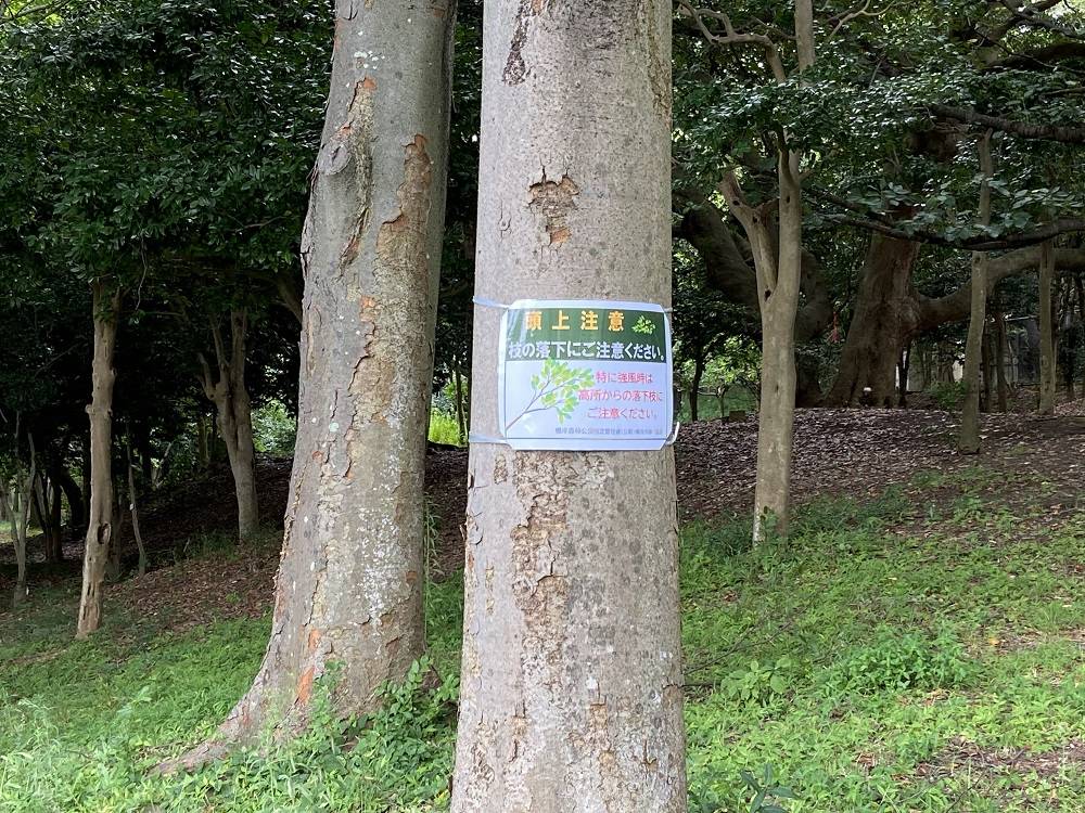 落ち枝注意2 (1).jpg