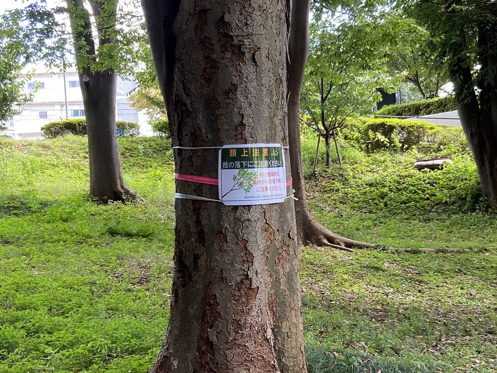 落ち枝注意2 (2).jpg