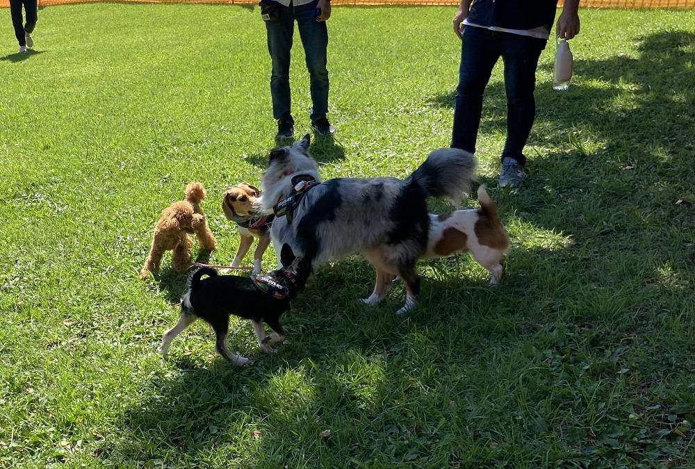 9月のドッグラン2.jpg