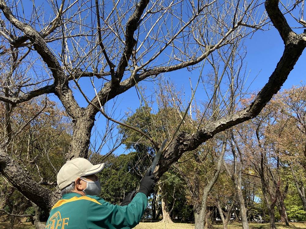 ウメの剪定作業.jpg