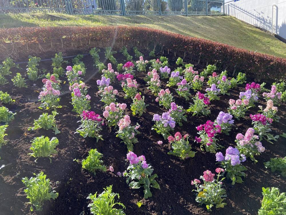 園内の花壇|｜ブログ|根岸森林公園公式サイト｜公益財団法人 横浜市緑