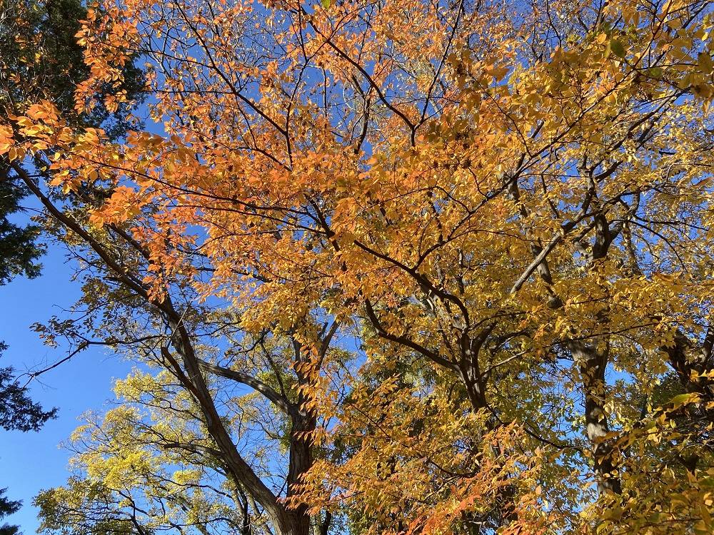 園内の紅葉|｜ブログ|根岸森林公園公式サイト｜公益財団法人 横浜市緑