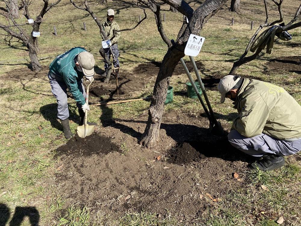 梅の施肥.jpg