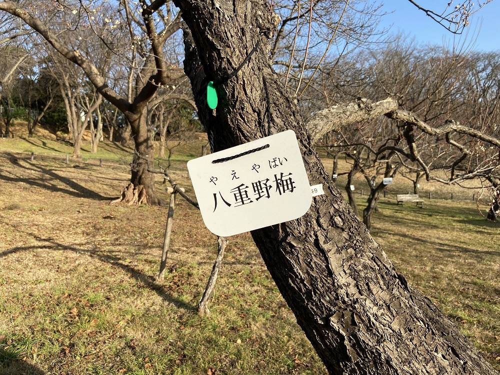 梅の樹名板.jpg