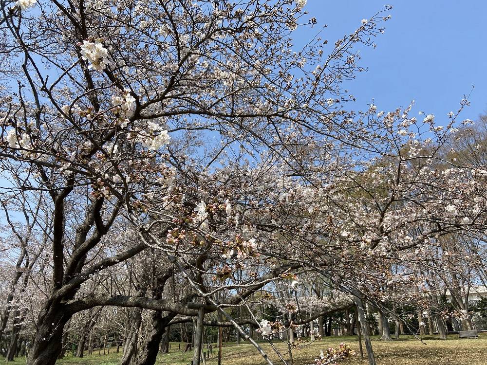 ハンブルクの桜.jpg