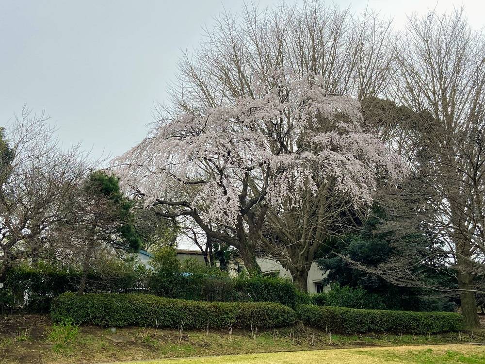 枝垂桜 (2).jpg