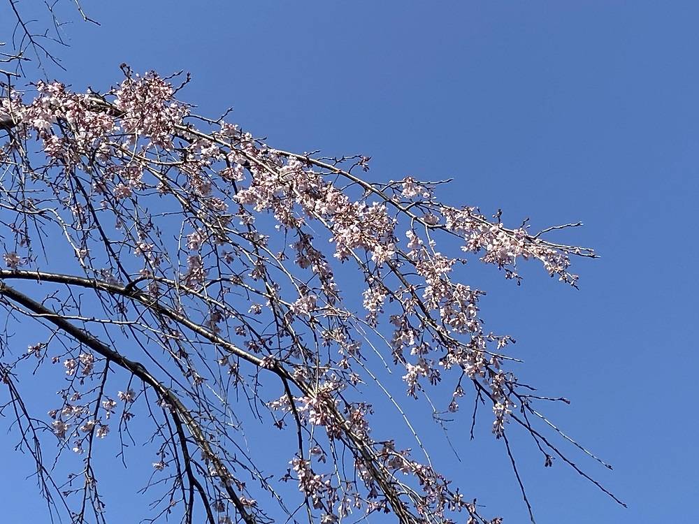 枝垂桜.jpg