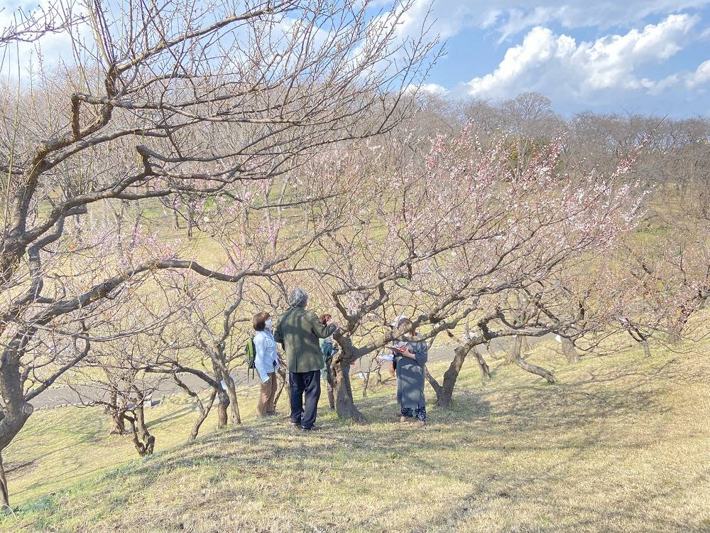 梅の調査.jpg