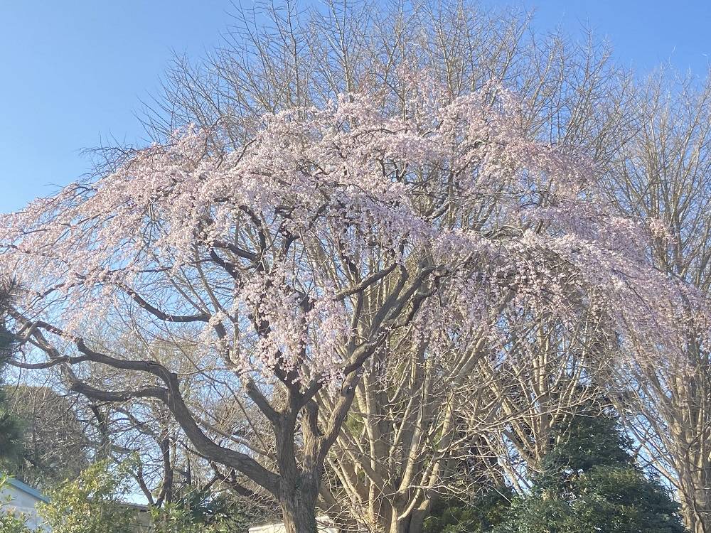 枝垂桜.jpg