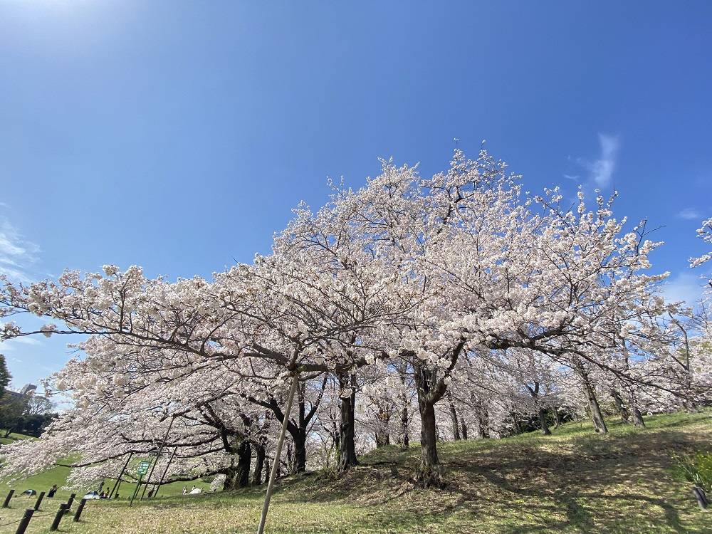 桜ブログ】青空に桜がきれいです。|桜開花｜ブログ|根岸森林公園公式