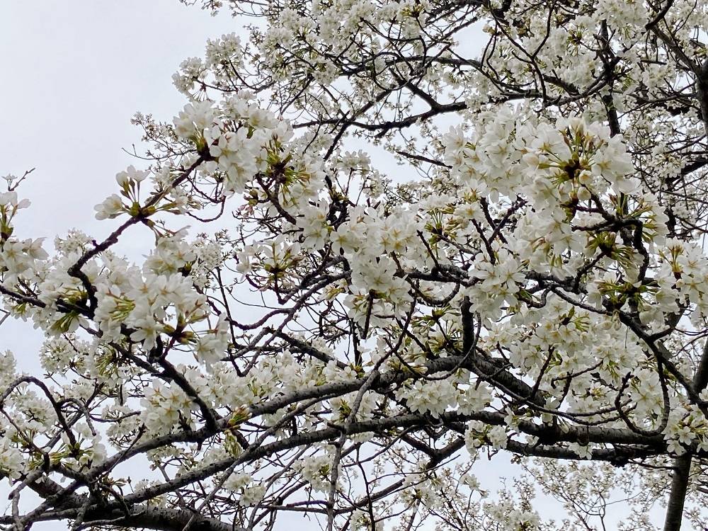 桜ブログ】神代曙・大島桜がきれいです。|桜開花｜ブログ|根岸