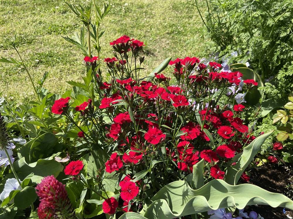 ダイアンサス (1).jpg