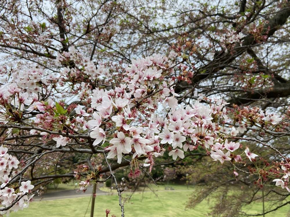桜ブログ】八重桜が咲いています。|桜開花｜ブログ|根岸森林公園公式