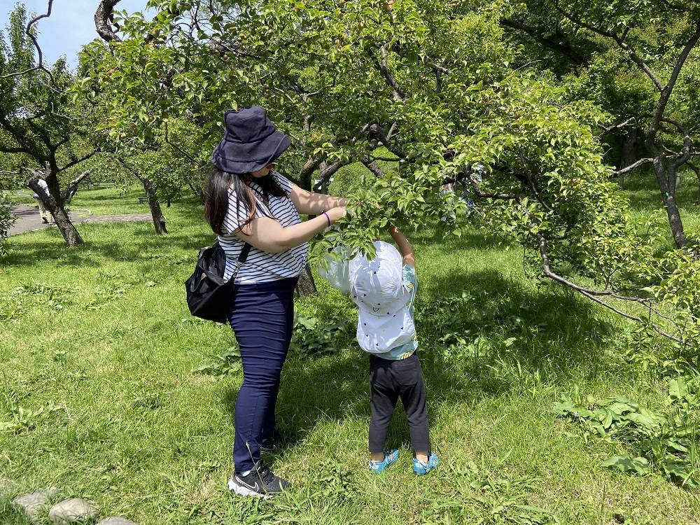 梅の収穫体験 (1).jpg
