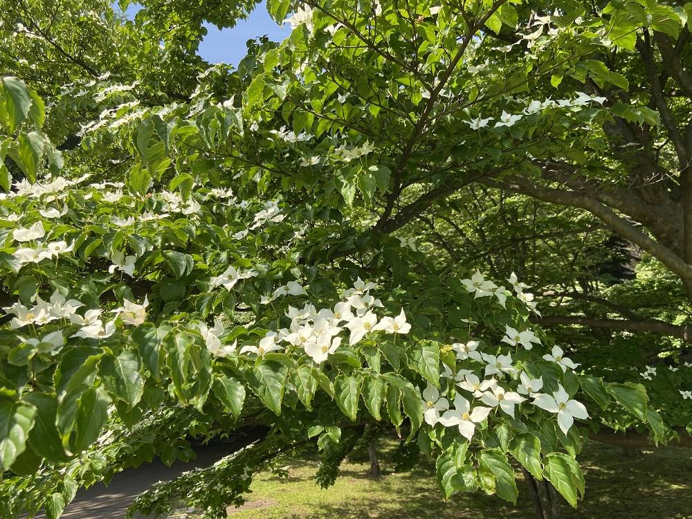 ヤマボウシ|｜ブログ|根岸森林公園公式サイト｜公益財団法人 横浜市緑