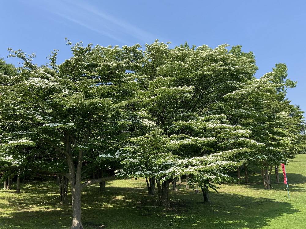 ヤマボウシ|｜ブログ|根岸森林公園公式サイト｜公益財団法人 横浜市緑