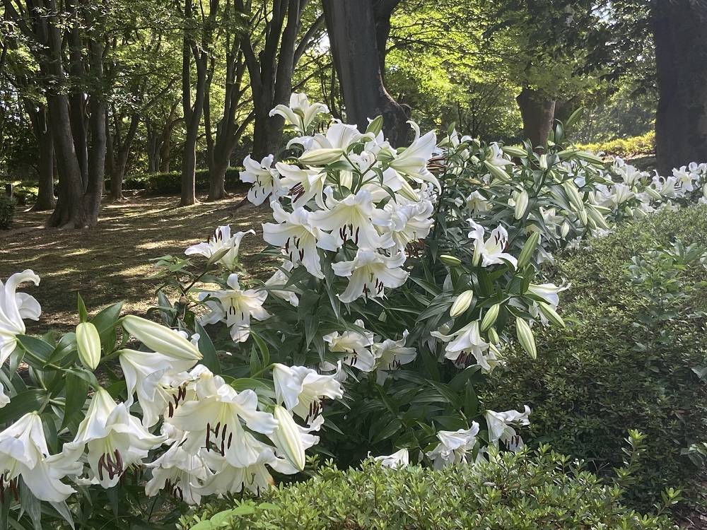 カサブランカ2 (1).jpg