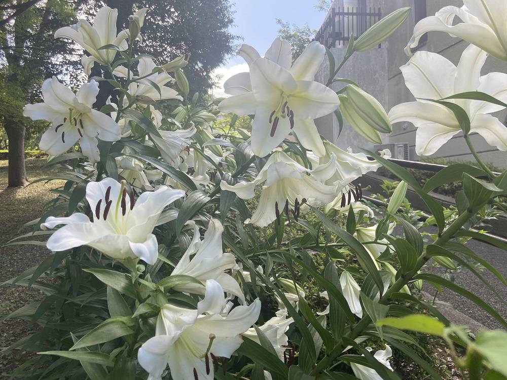 カサブランカ2 (2).jpg