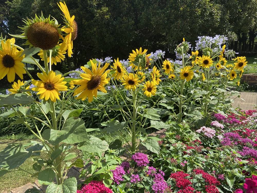 枝咲ひまわり|｜ブログ|根岸森林公園公式サイト｜公益財団法人 横浜市