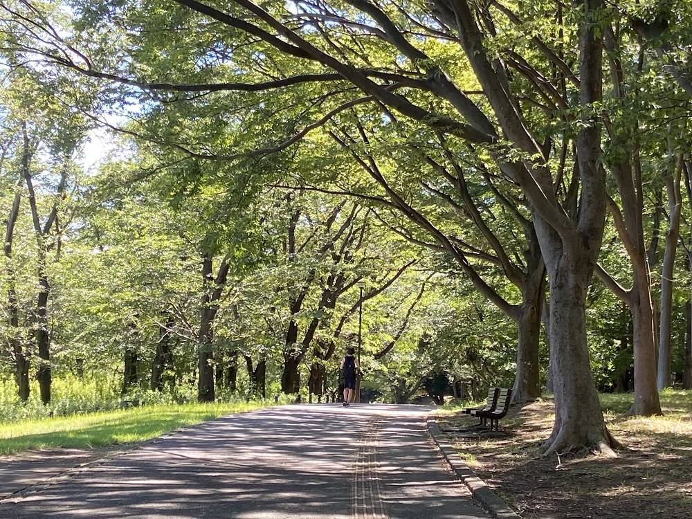 木漏れ日の園路2.jpg