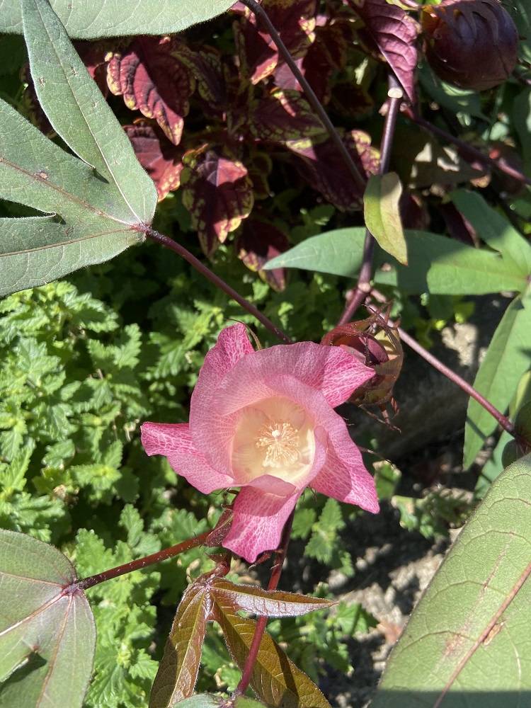 アカバワタの花 (1).jpg