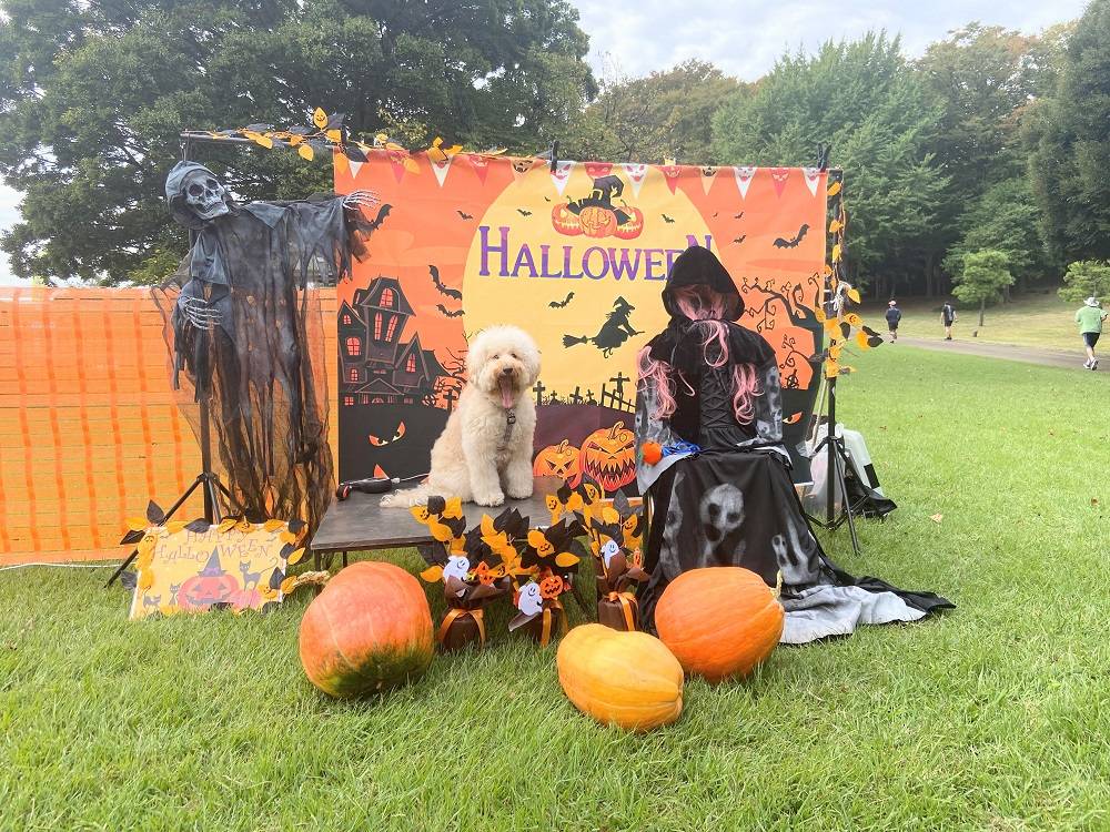 わんわんハロウィン1.jpg