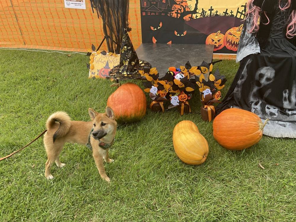 わんわんハロウィン2.jpg
