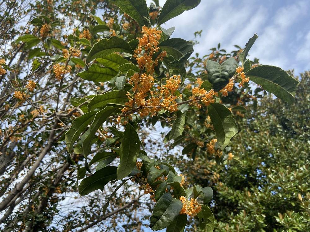 キンモクセイ２ (1).jpg