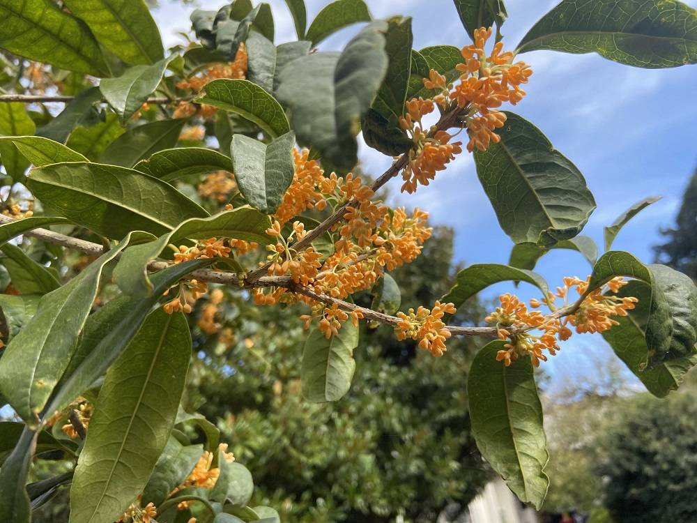 キンモクセイ２ (2).jpg