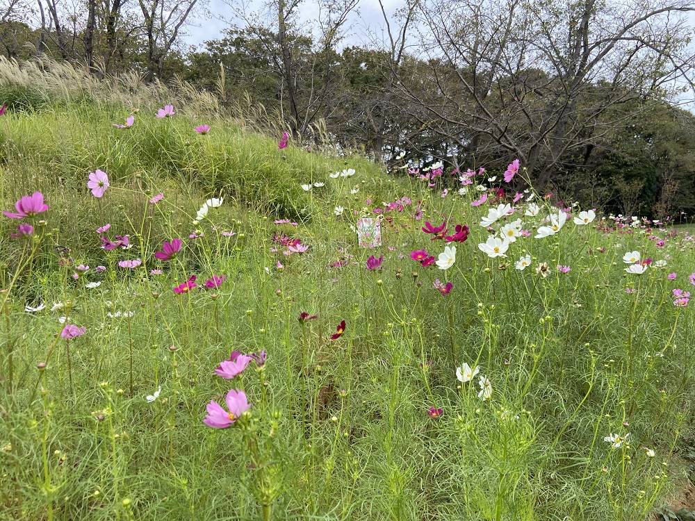 コスモス1.jpg