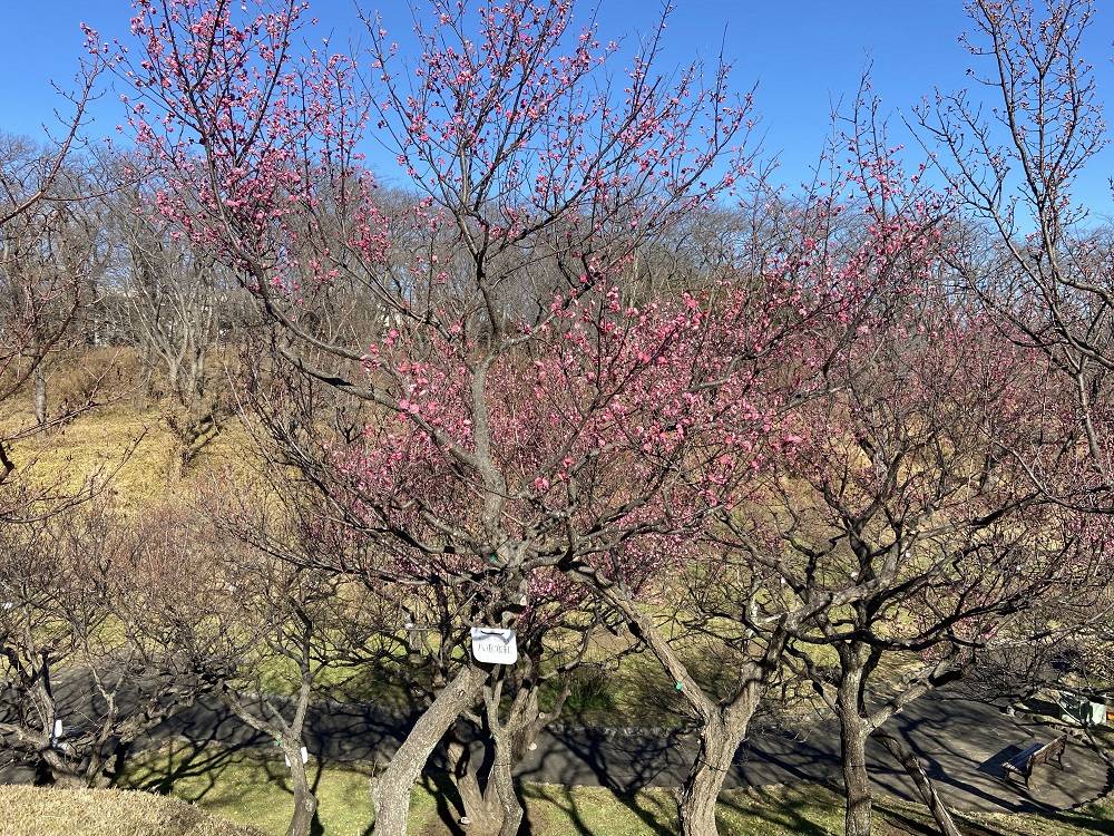 紅梅 (八重寒紅).jpg
