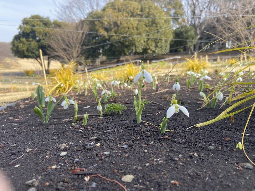 スノードロップ.jpg