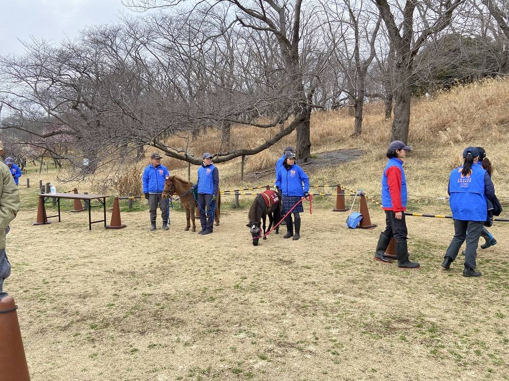 梅まつりポニー (1).jpg