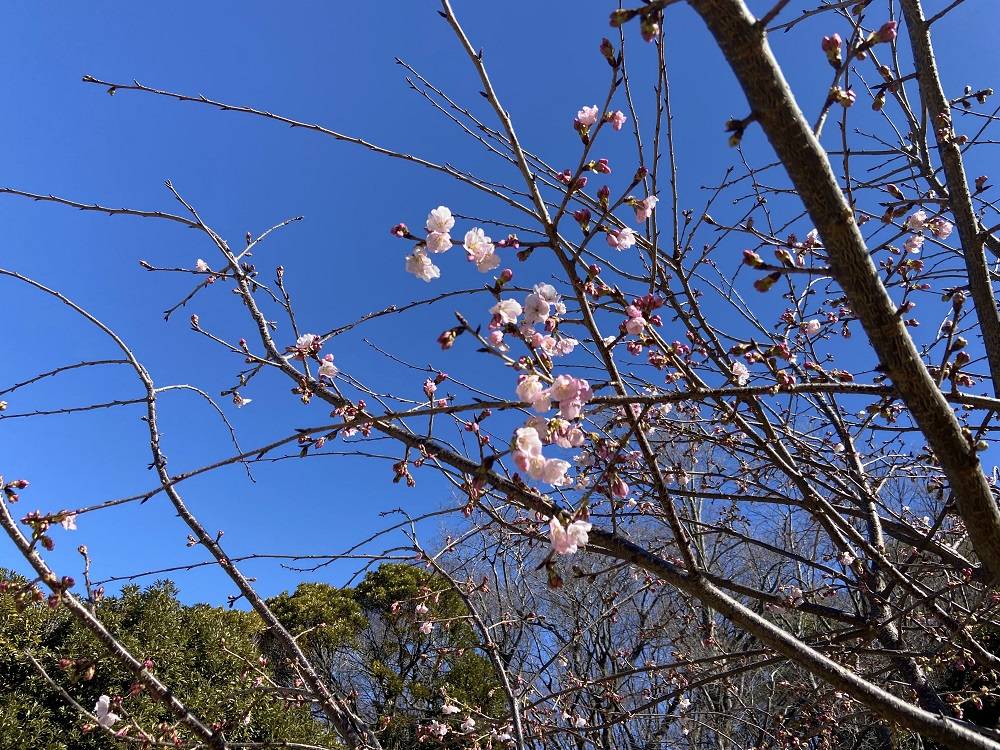 桜ブログ「ハンブルグの女王の桜」 2024.3.1号|桜開花｜ブログ|根岸