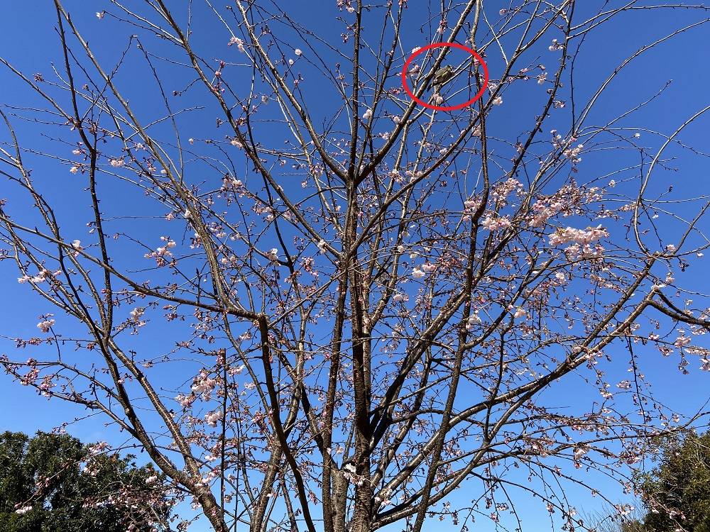 オオカンザクラ3.3.jpg