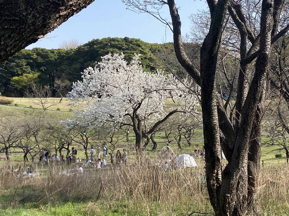 オオシマザクラ.jpg
