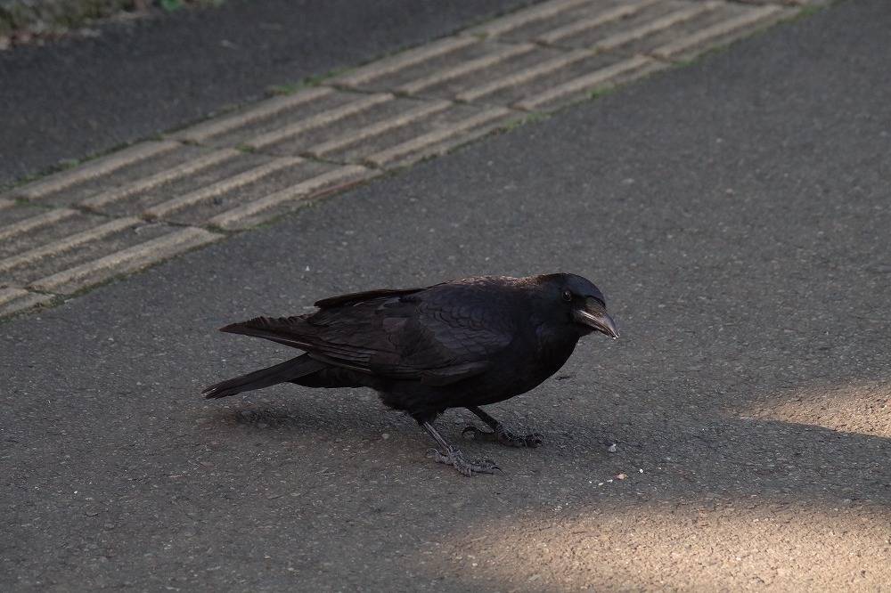 カメラ目線のカラス.jpg