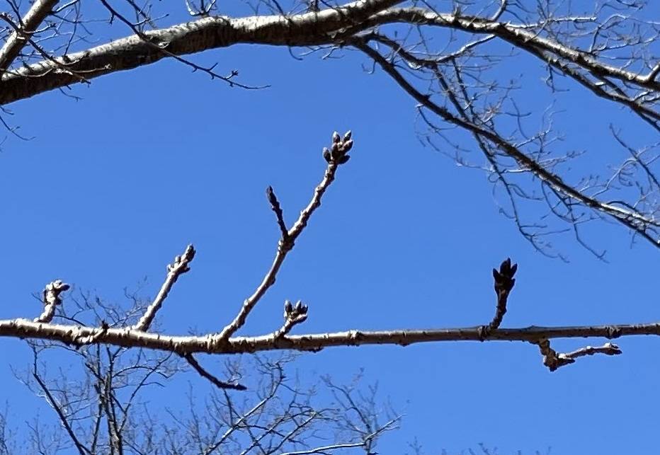 ハンブルグのさくら (1).jpg