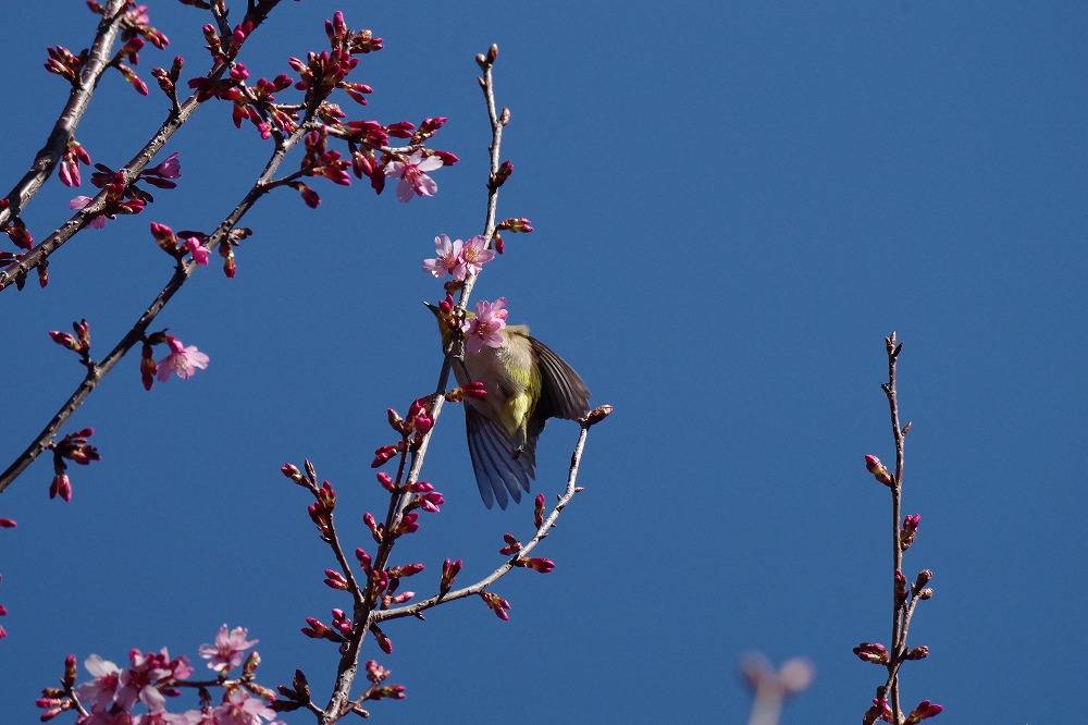 桜をついばむメジロ.jpg