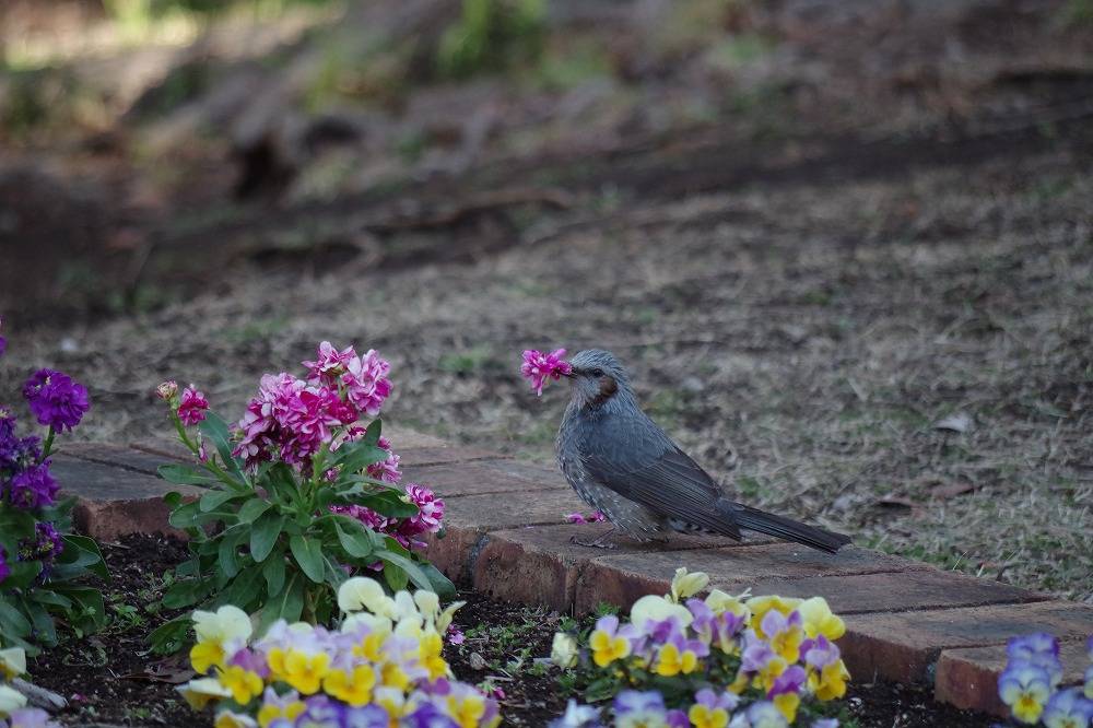 花を食べるひよどり.jpg